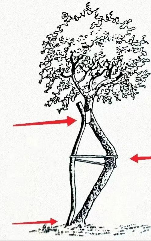 脊柱側(cè)彎矯形器(支具)  